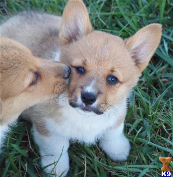 Pembroke Welsh Corgi Puppies